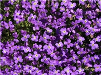 3715f8d1-20190328 Aubretia.jpg